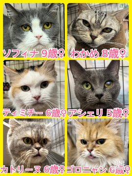 🐾今日の里親様募集中ニャンコ🐱メンバーです🐾2023,7,1【保護犬カフェ天神橋店】